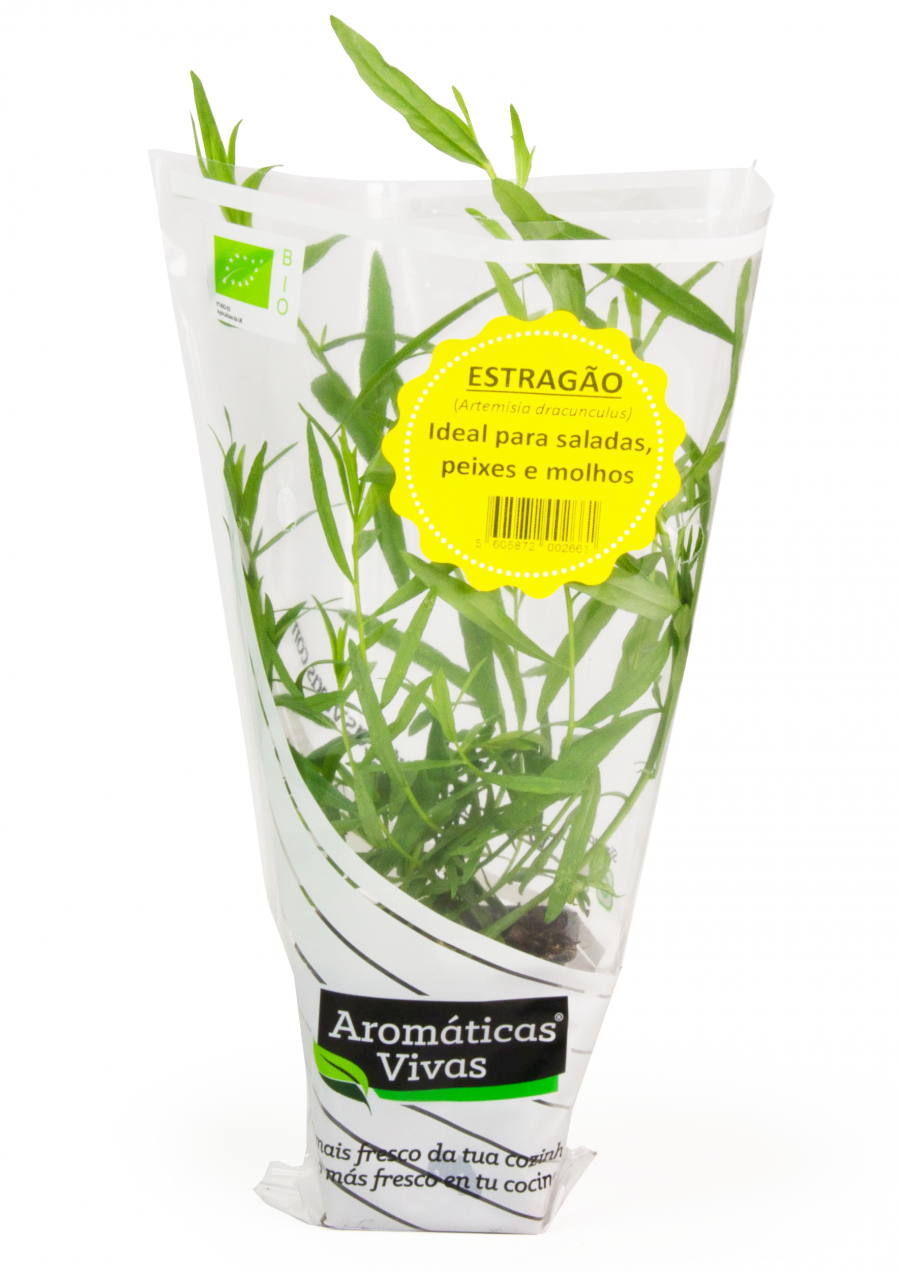 Estrago em vaso - Aromticas Vivas 